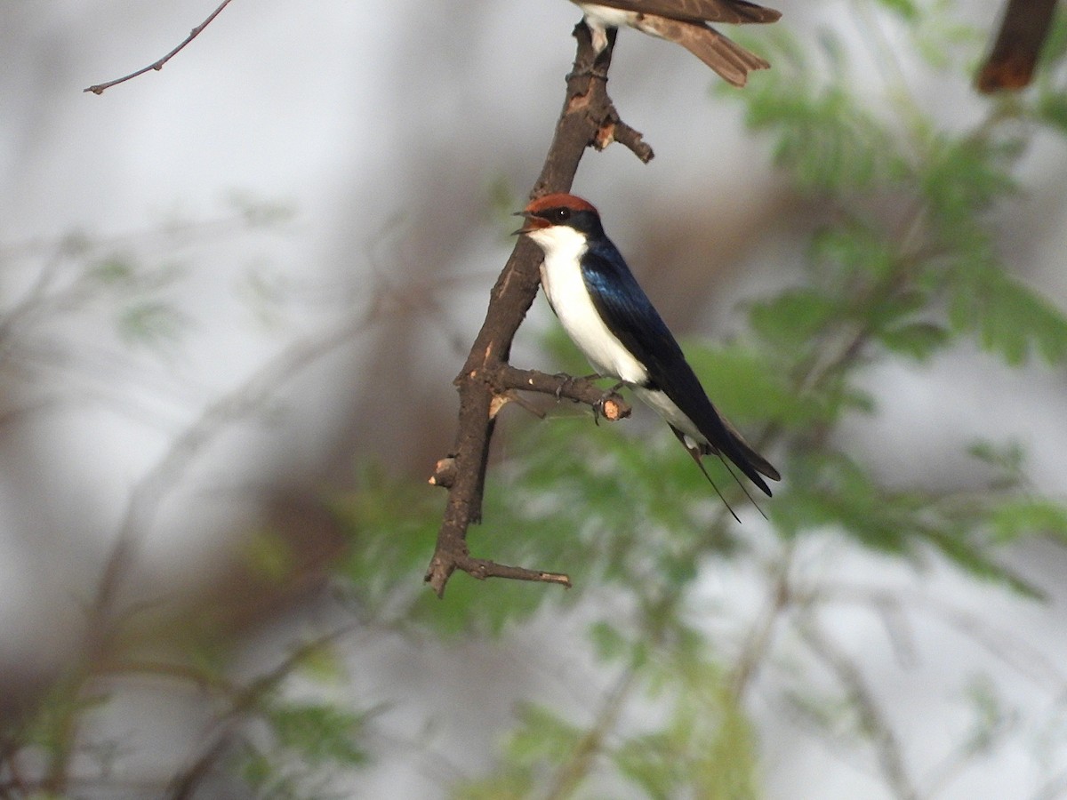 Wire-tailed Swallow - ML638347089