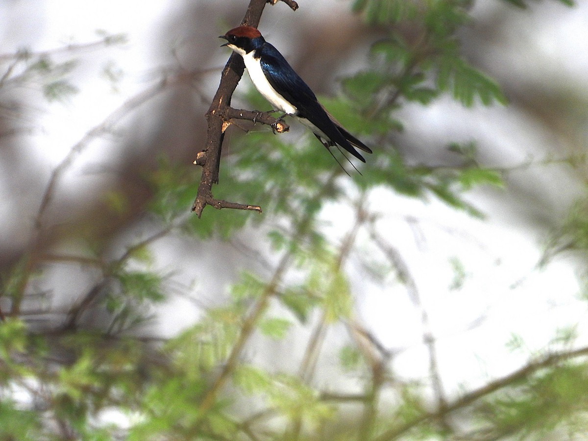 Wire-tailed Swallow - ML638347090