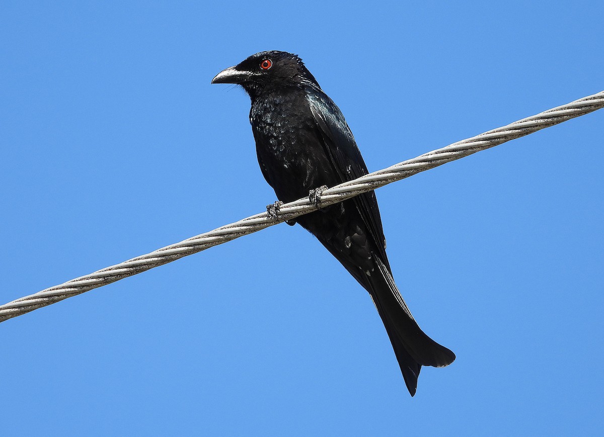 Spangled Drongo - ML638347094