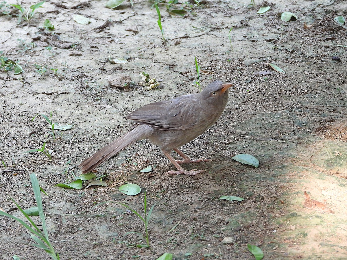 Jungle Babbler - ML638347102