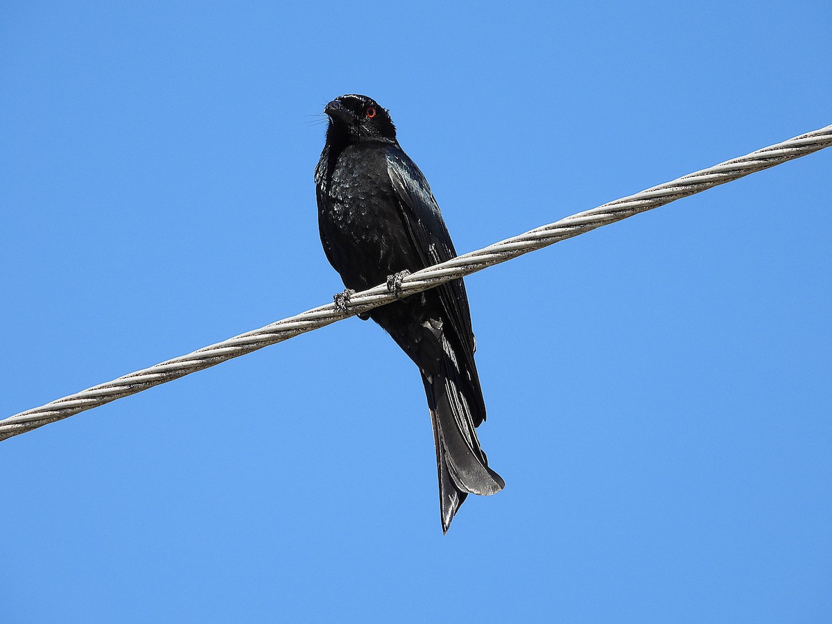 Spangled Drongo - ML638347103
