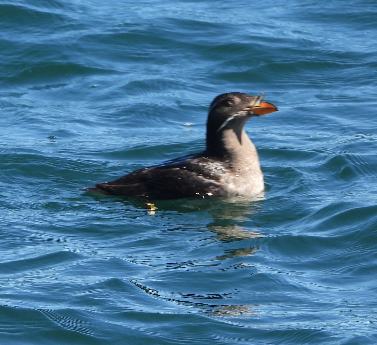Rhinoceros Auklet - ML638347107