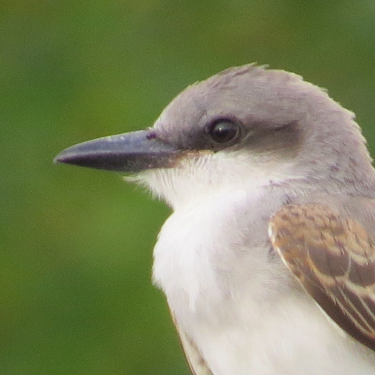 Gray Kingbird - ML63834711