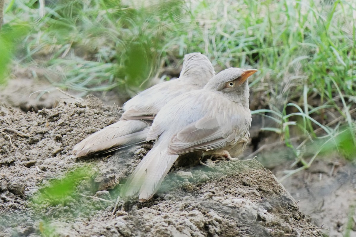 Jungle Babbler - ML638347117