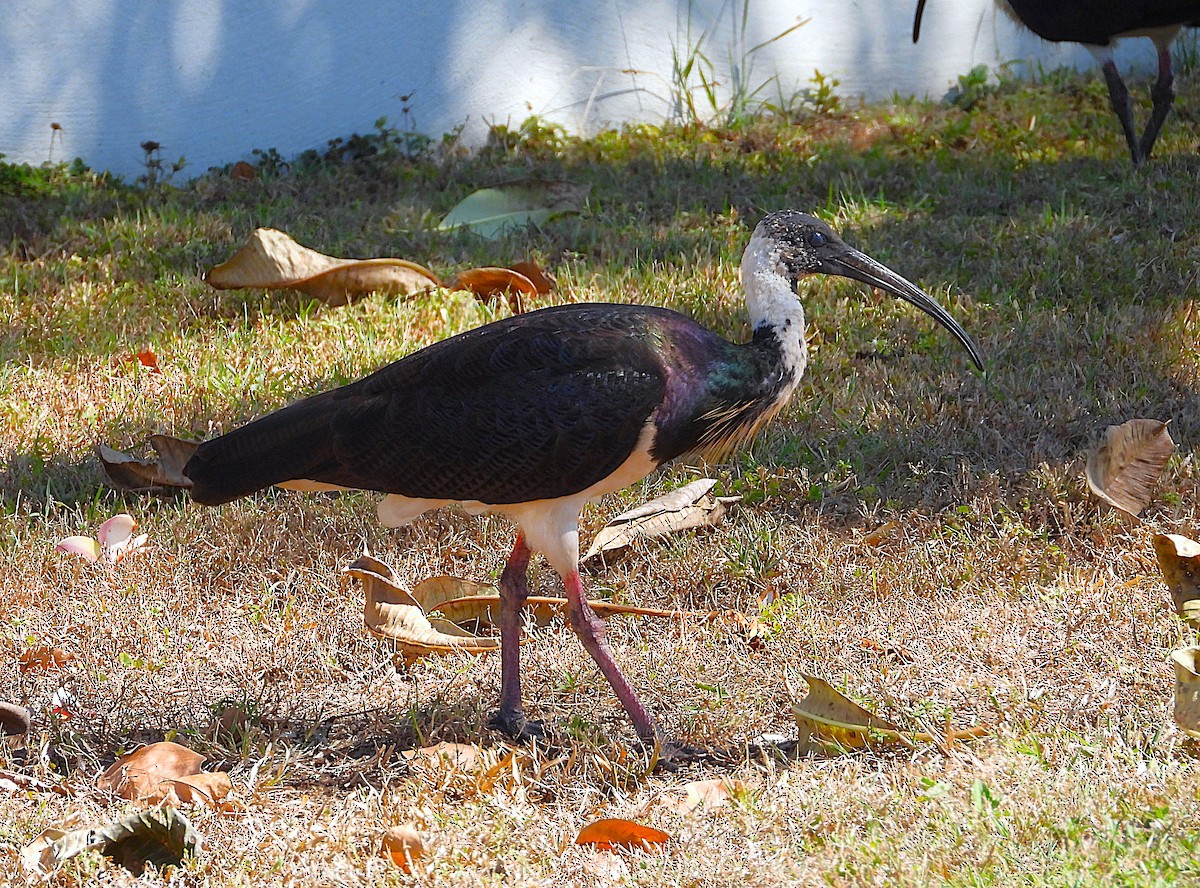 Straw-necked Ibis - ML638347163