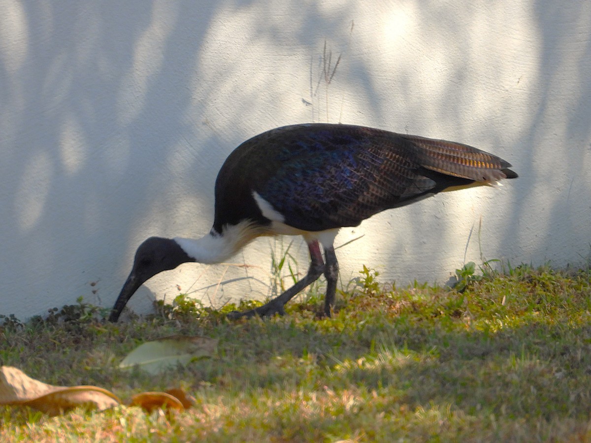 Straw-necked Ibis - ML638347165