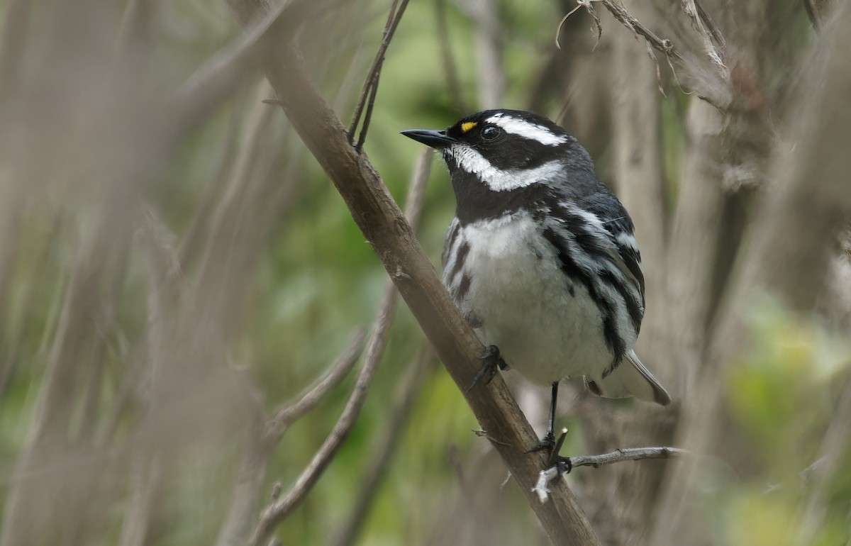 Black-throated Gray Warbler - ML638347177