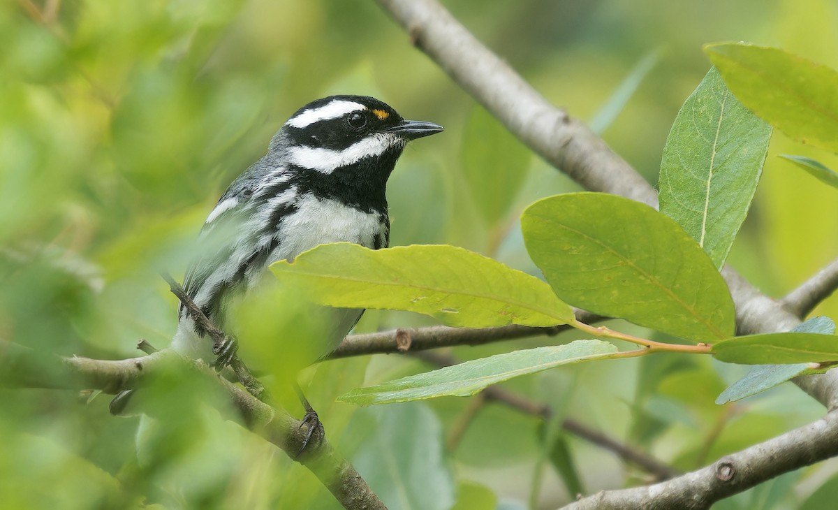 Black-throated Gray Warbler - ML638347178