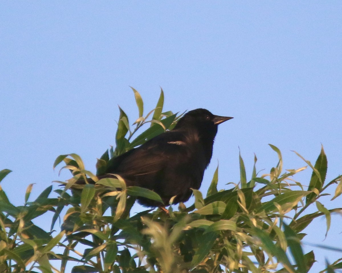Red-winged Blackbird - ML638347182
