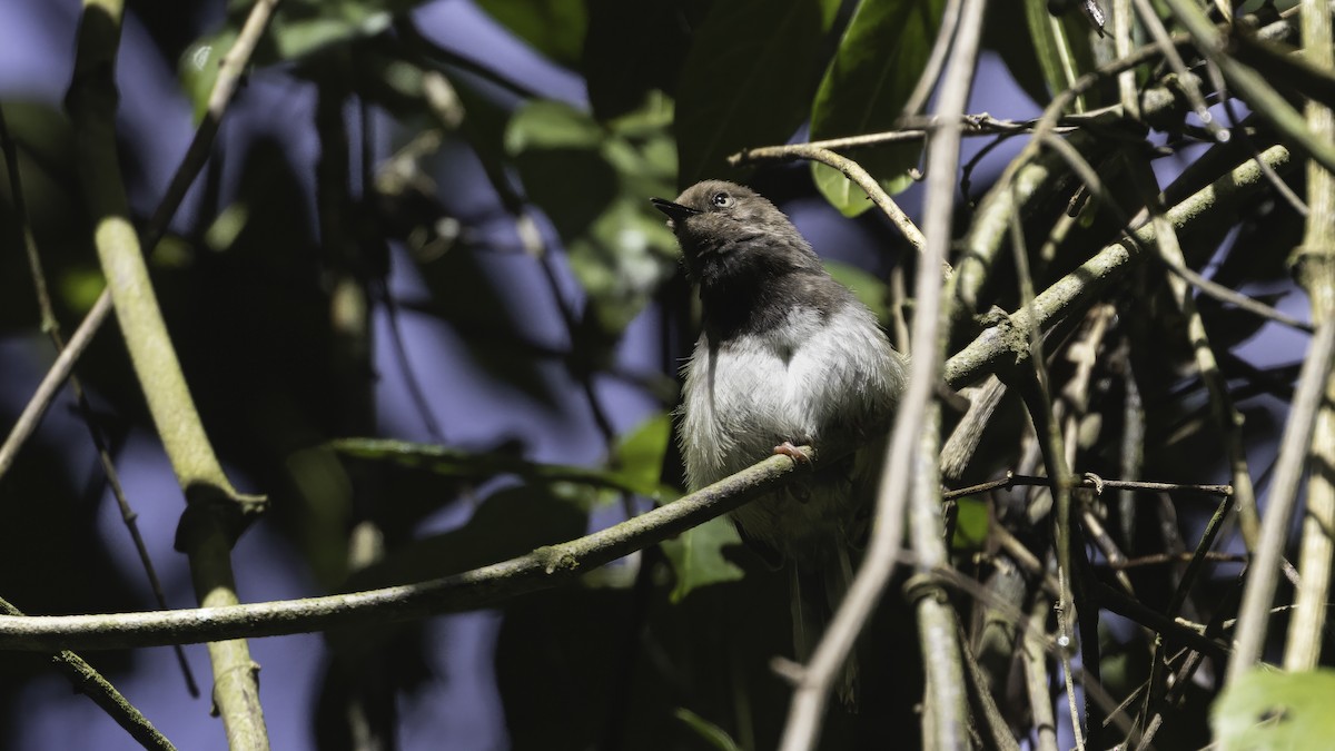 Taita Apalis - ML638347189