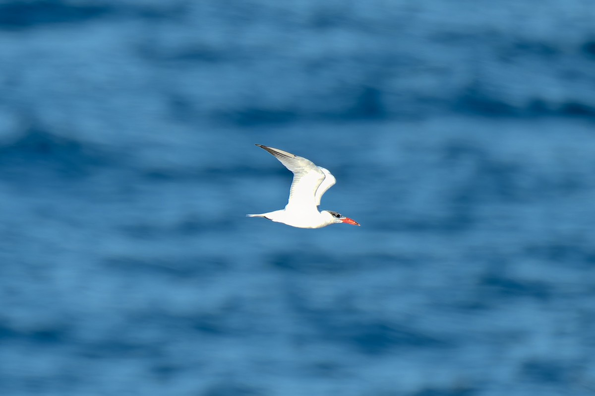 Caspian Tern - ML638347190