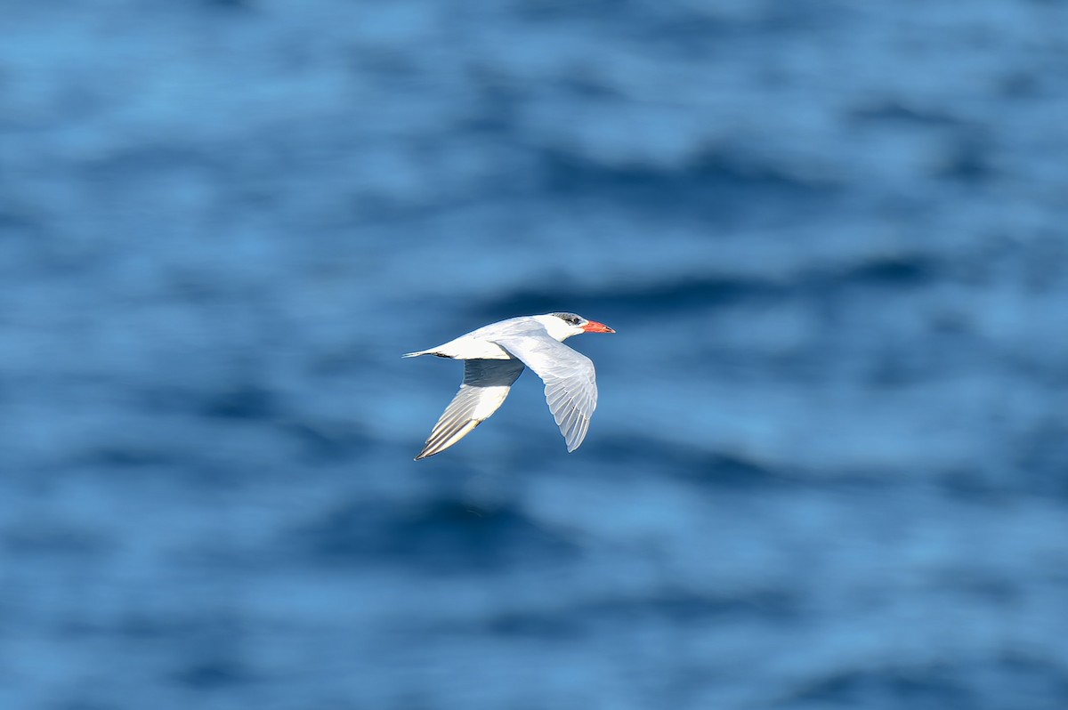 Caspian Tern - ML638347191