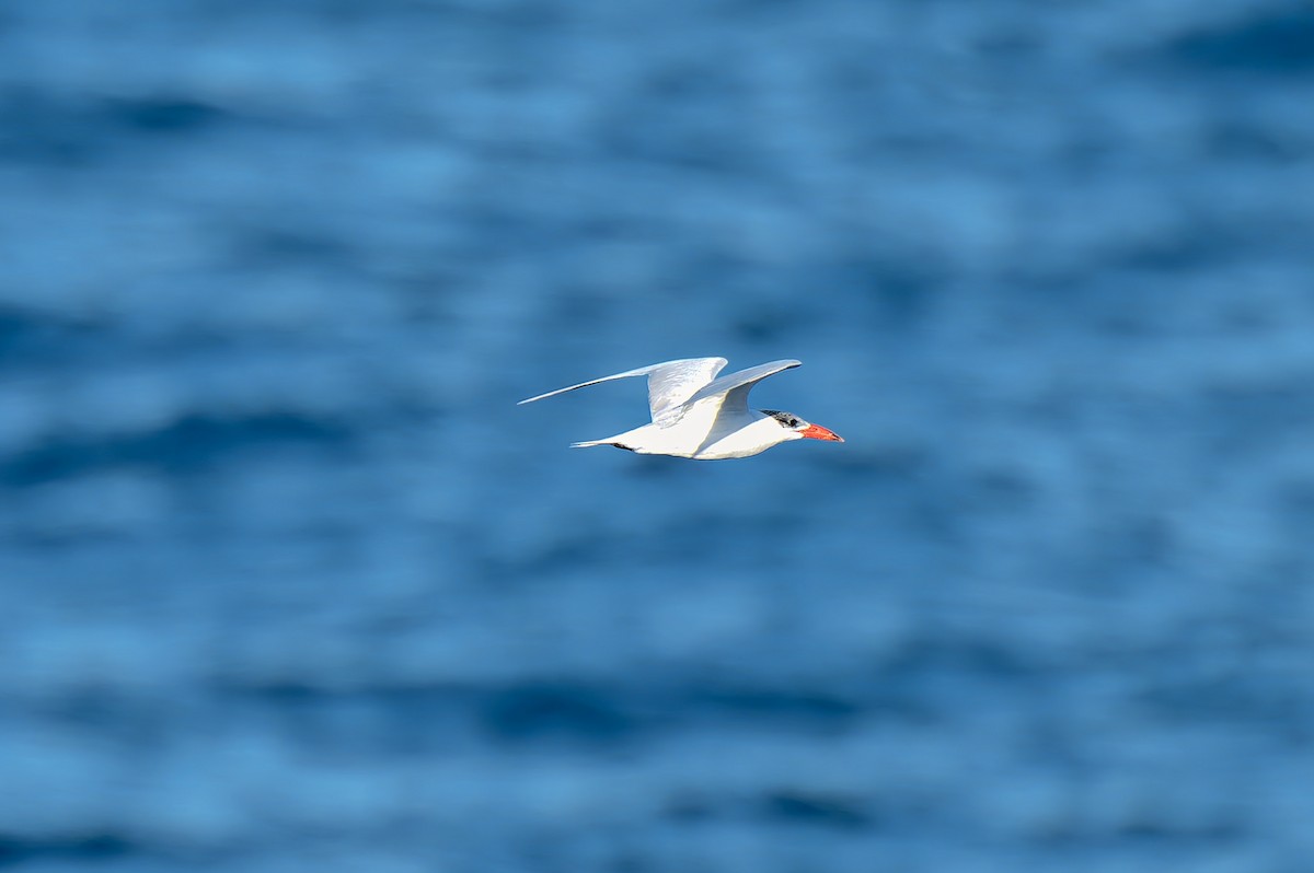 Caspian Tern - ML638347192