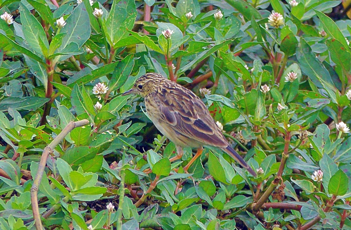 Yellowish Pipit - ML638347198