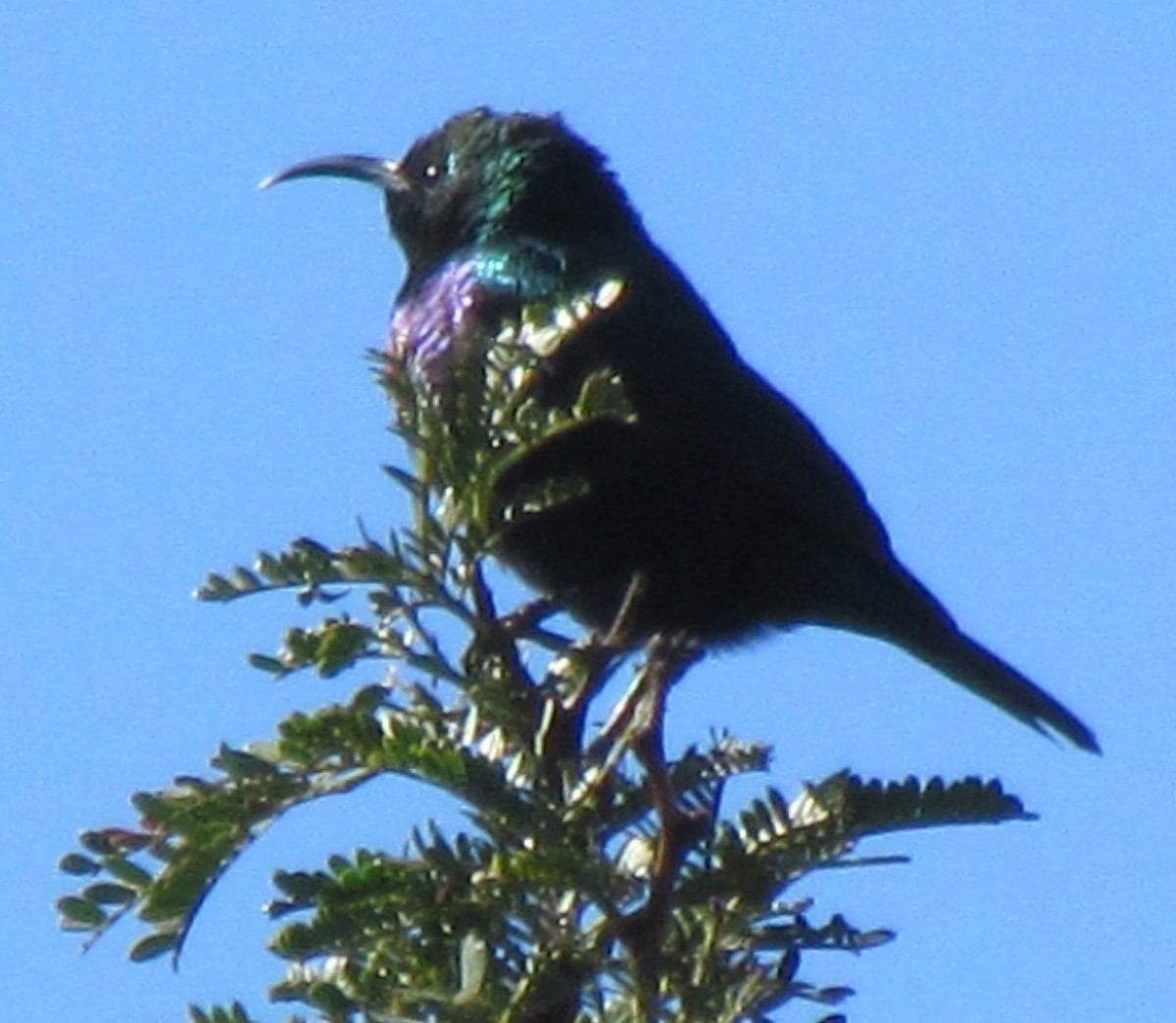 Marico Sunbird - ML638347205