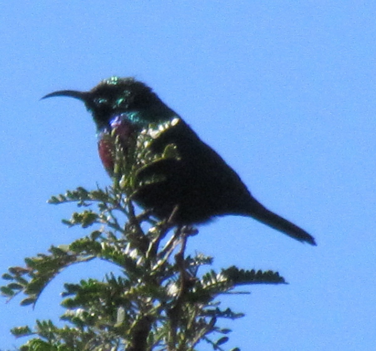 Marico Sunbird - ML638347206