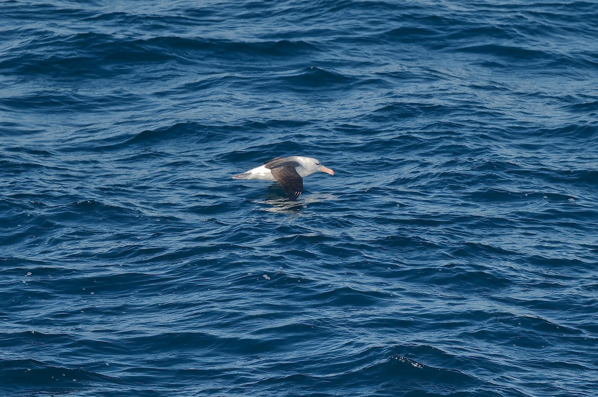 Black-browed Albatross - ML638347218