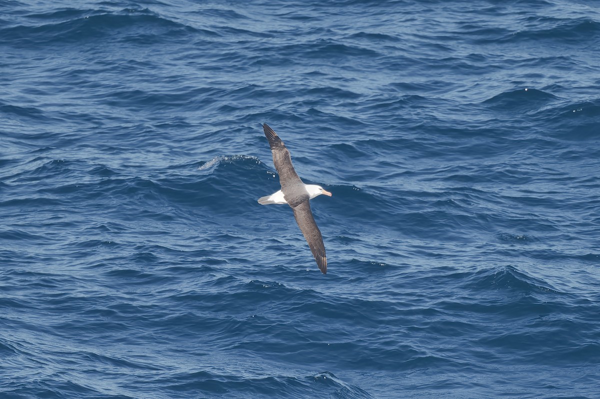 Black-browed Albatross - ML638347219