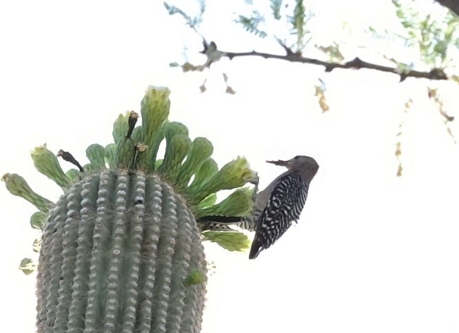 Gila Woodpecker - ML638347221