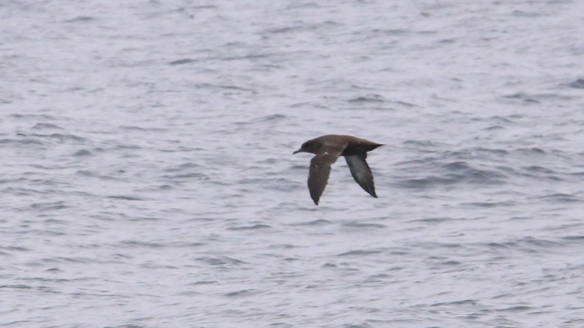 Sooty Shearwater - ML638347225