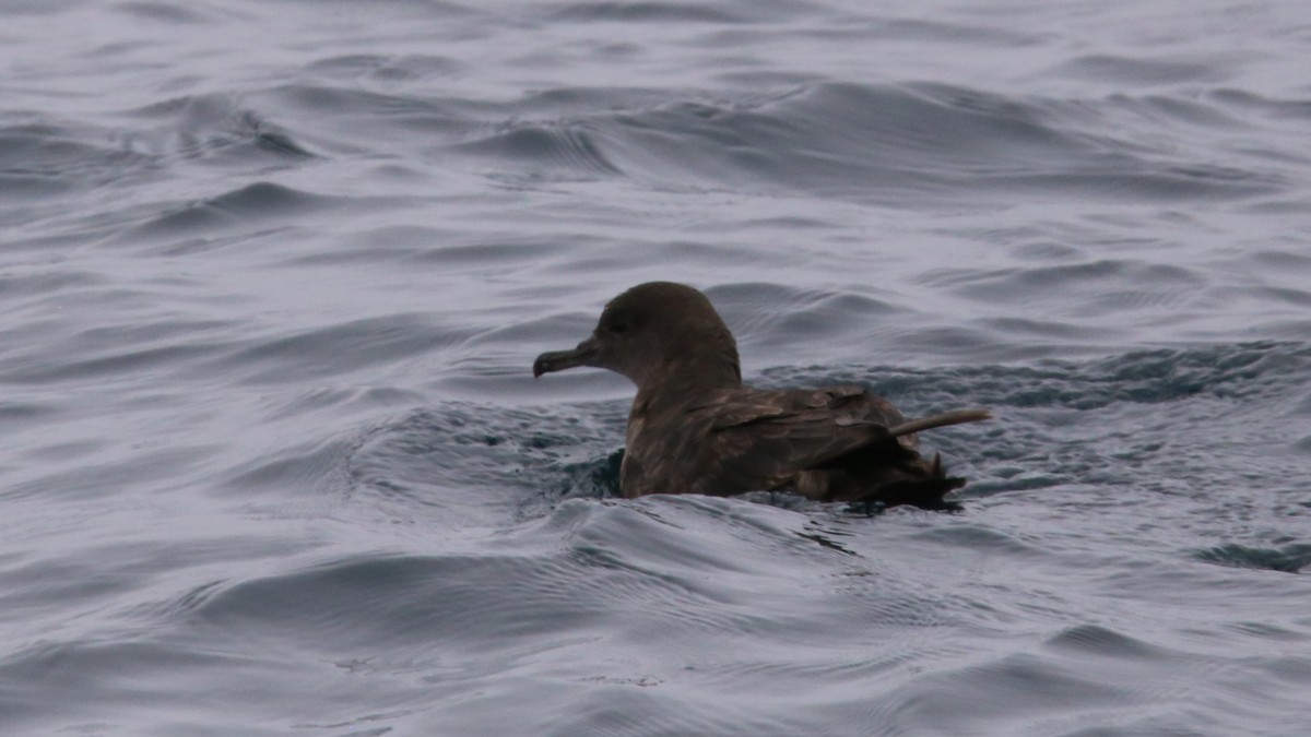 Sooty Shearwater - ML638347226