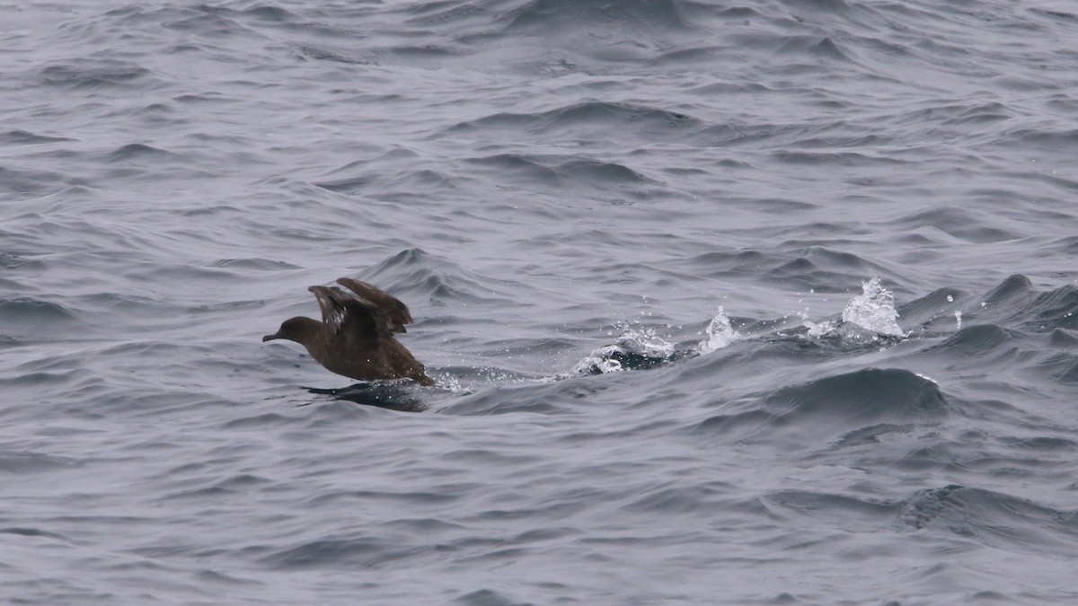 Sooty Shearwater - ML638347227