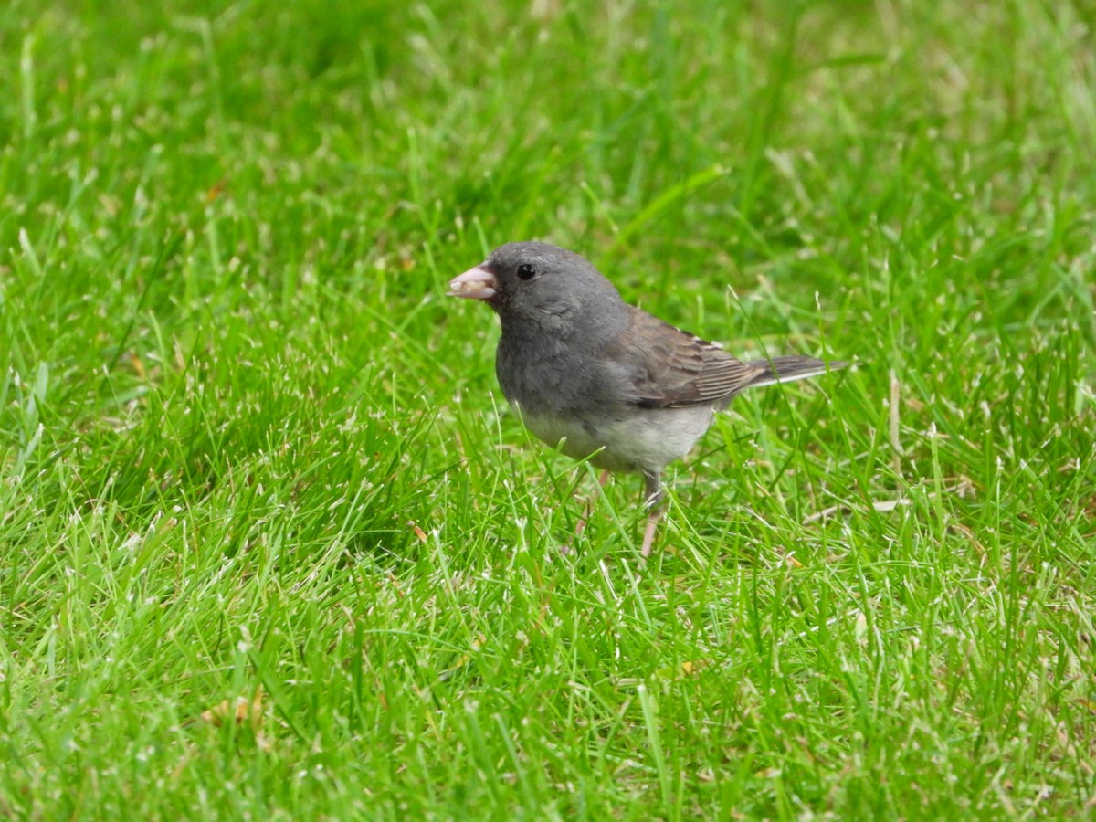 Dark-eyed Junco - ML638347229