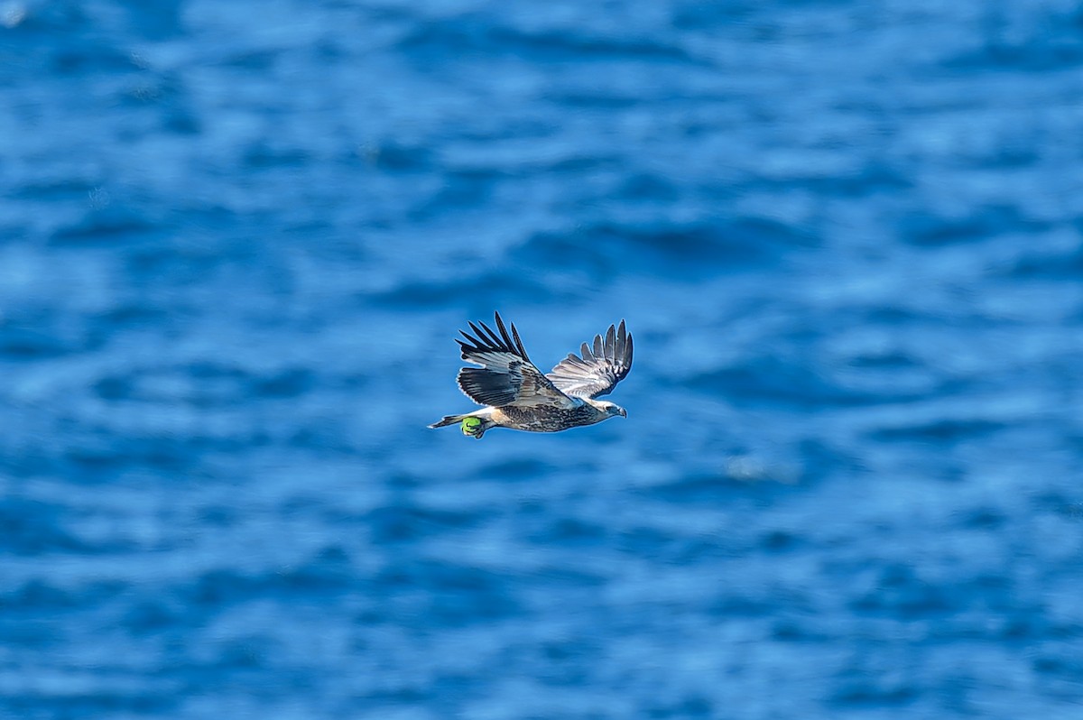 White-bellied Sea-Eagle - ML638347236