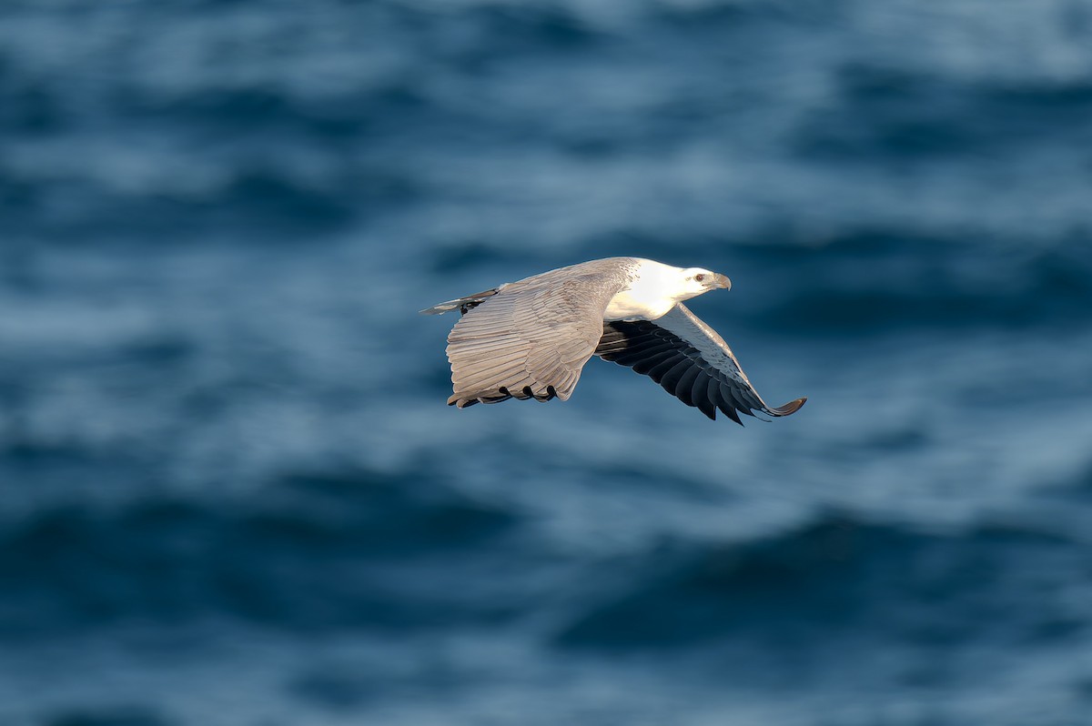 White-bellied Sea-Eagle - ML638347237