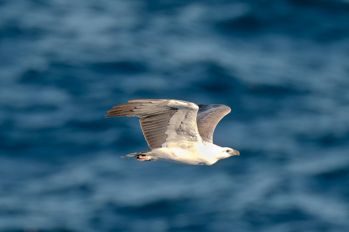 White-bellied Sea-Eagle - ML638347238