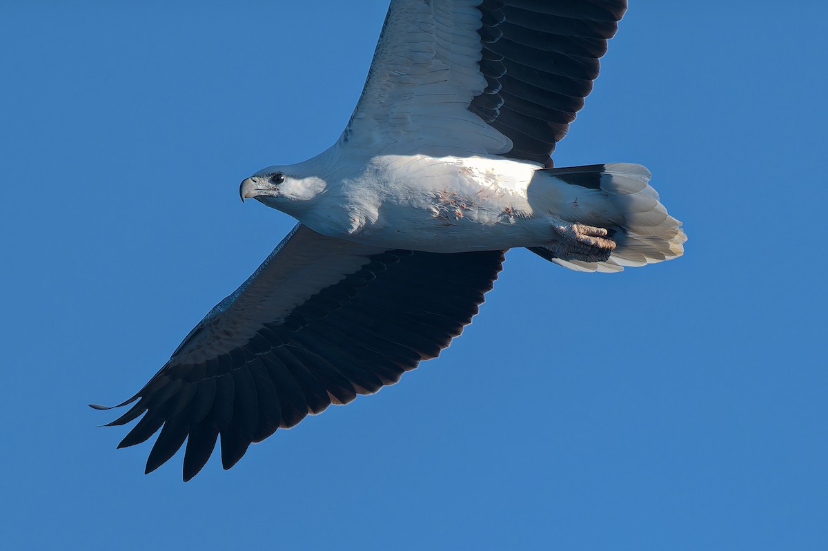 White-bellied Sea-Eagle - ML638347239