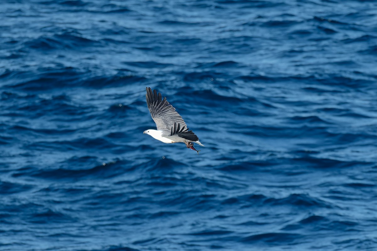 White-bellied Sea-Eagle - ML638347240