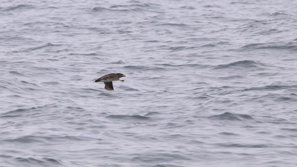 Rhinoceros Auklet - ML638347241