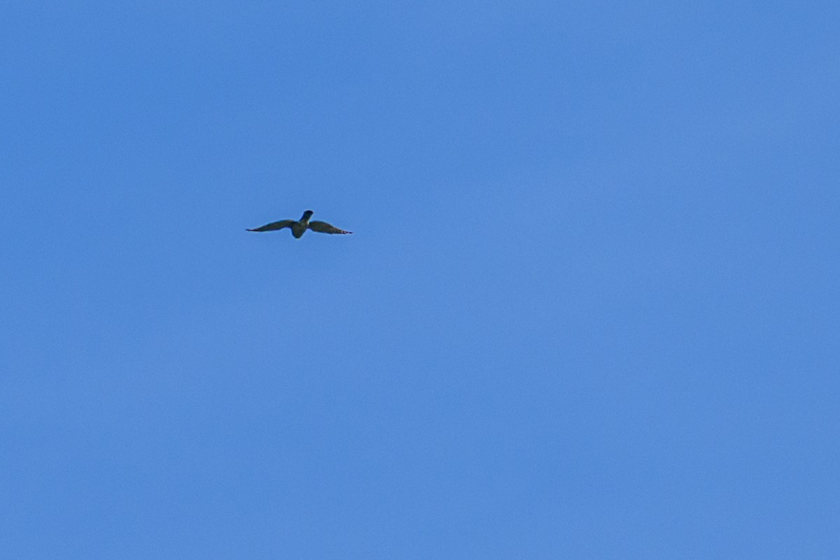Aerospiza, Tachyspiza, Accipiter ou Astur sp. - ML638347245