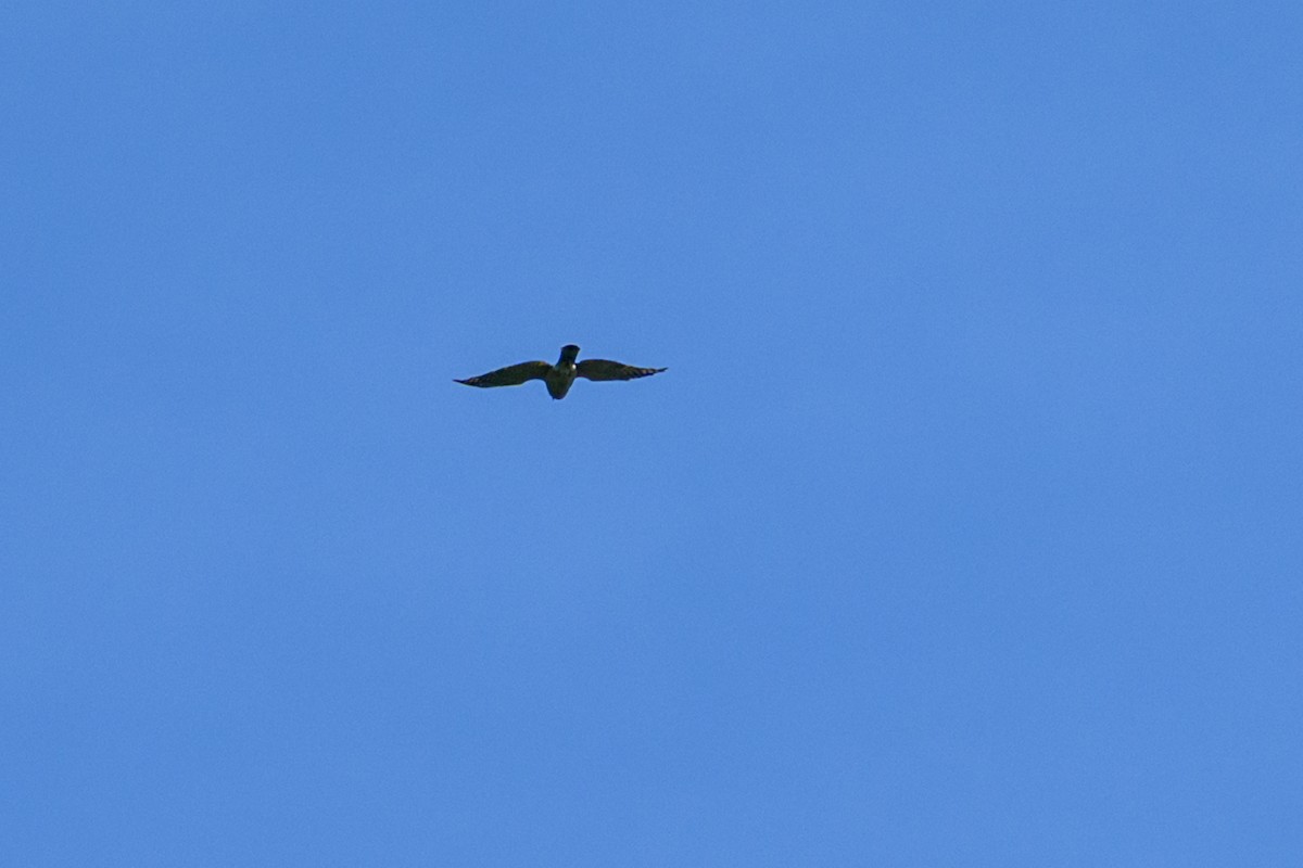 Aerospiza, Tachyspiza, Accipiter ou Astur sp. - ML638347246