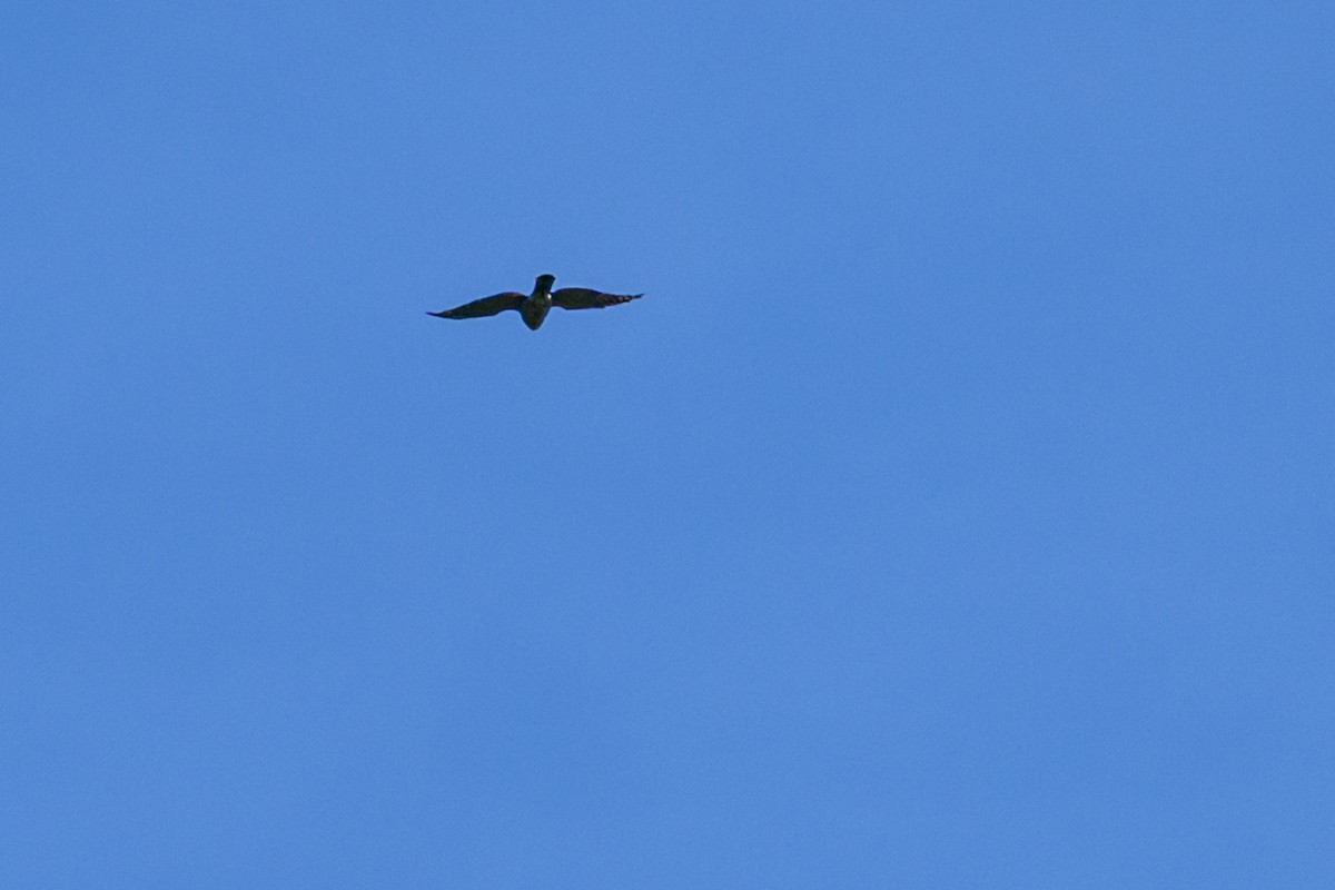 Aerospiza, Tachyspiza, Accipiter ou Astur sp. - ML638347247