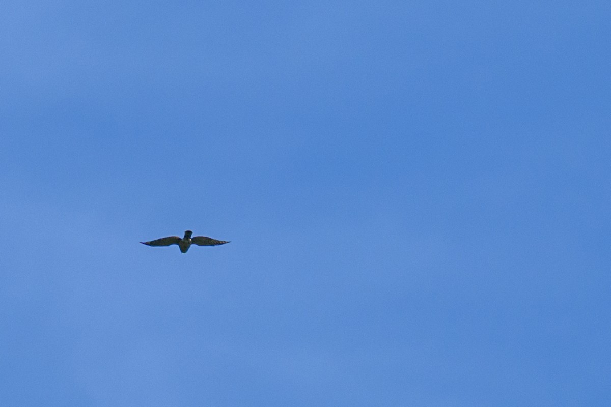 Aerospiza, Tachyspiza, Accipiter ou Astur sp. - ML638347248