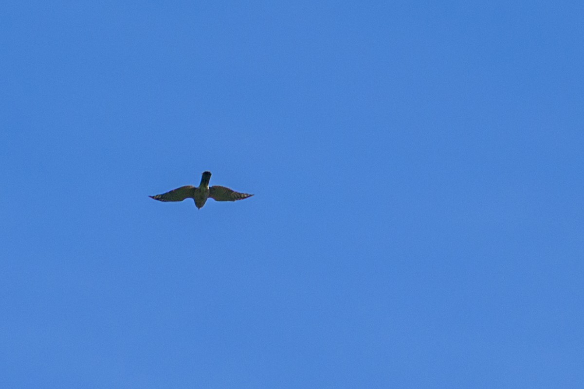 Aerospiza, Tachyspiza, Accipiter ou Astur sp. - ML638347249