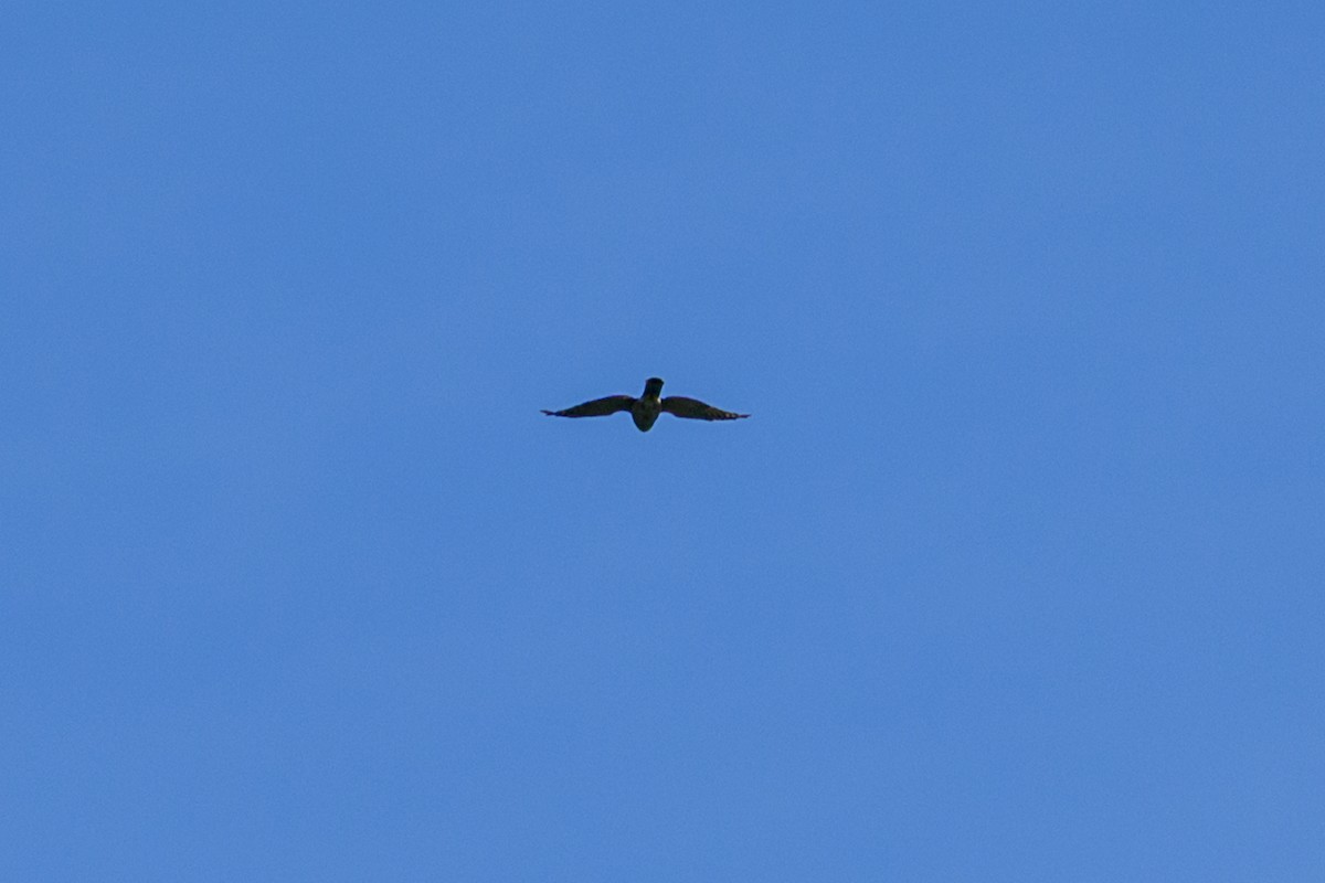 Aerospiza, Tachyspiza, Accipiter ou Astur sp. - ML638347250
