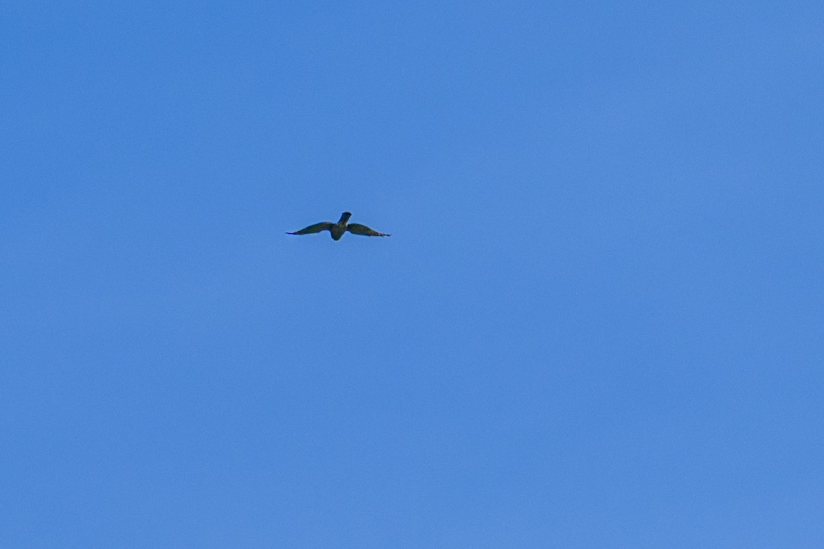 Aerospiza, Tachyspiza, Accipiter ou Astur sp. - ML638347251