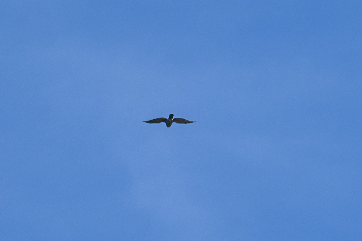 Aerospiza, Tachyspiza, Accipiter ou Astur sp. - ML638347252