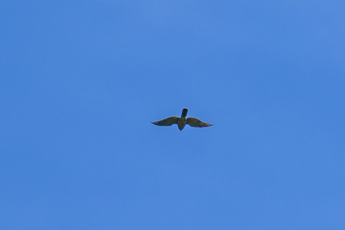 Aerospiza, Tachyspiza, Accipiter ou Astur sp. - ML638347253