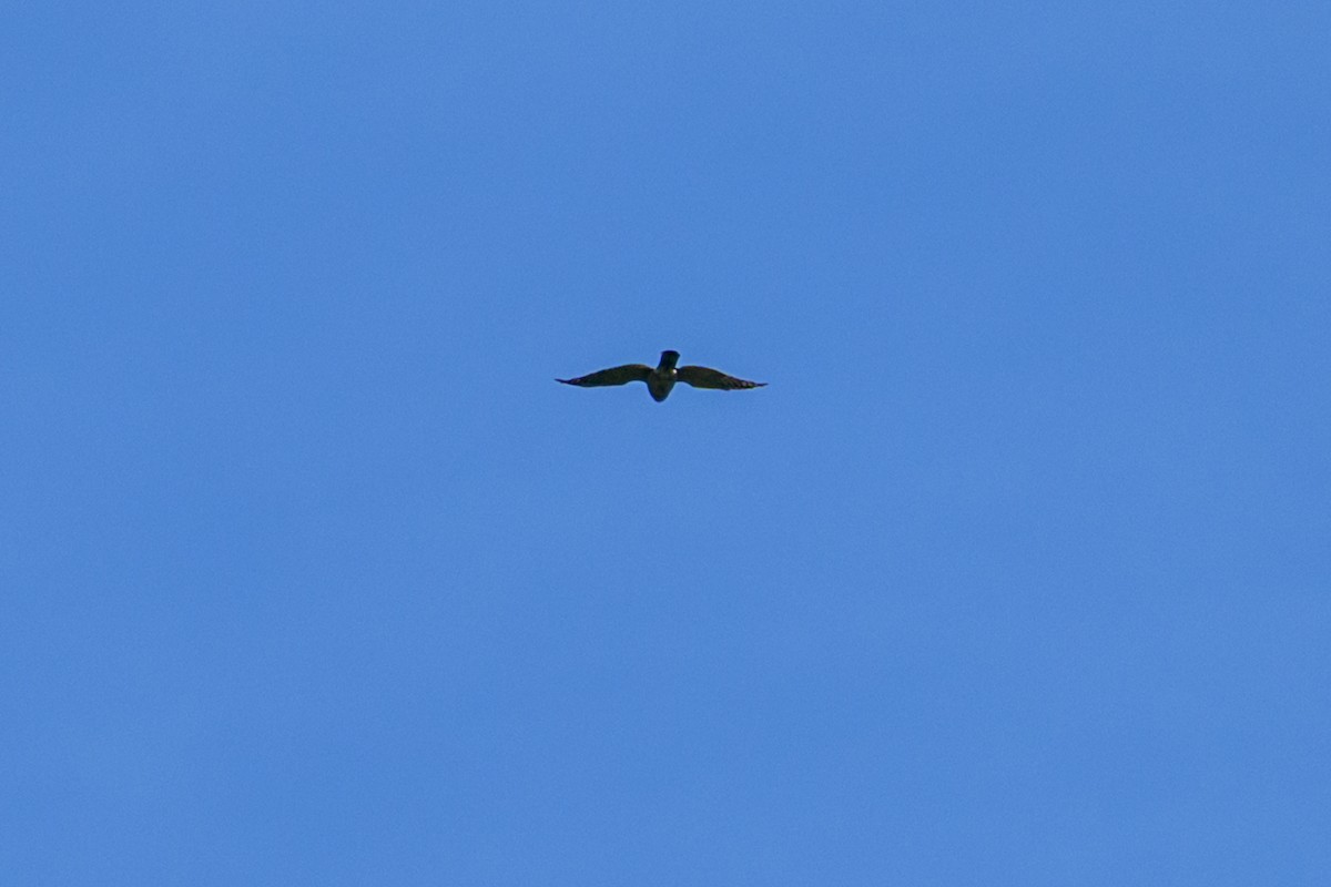 Aerospiza, Tachyspiza, Accipiter ou Astur sp. - ML638347254