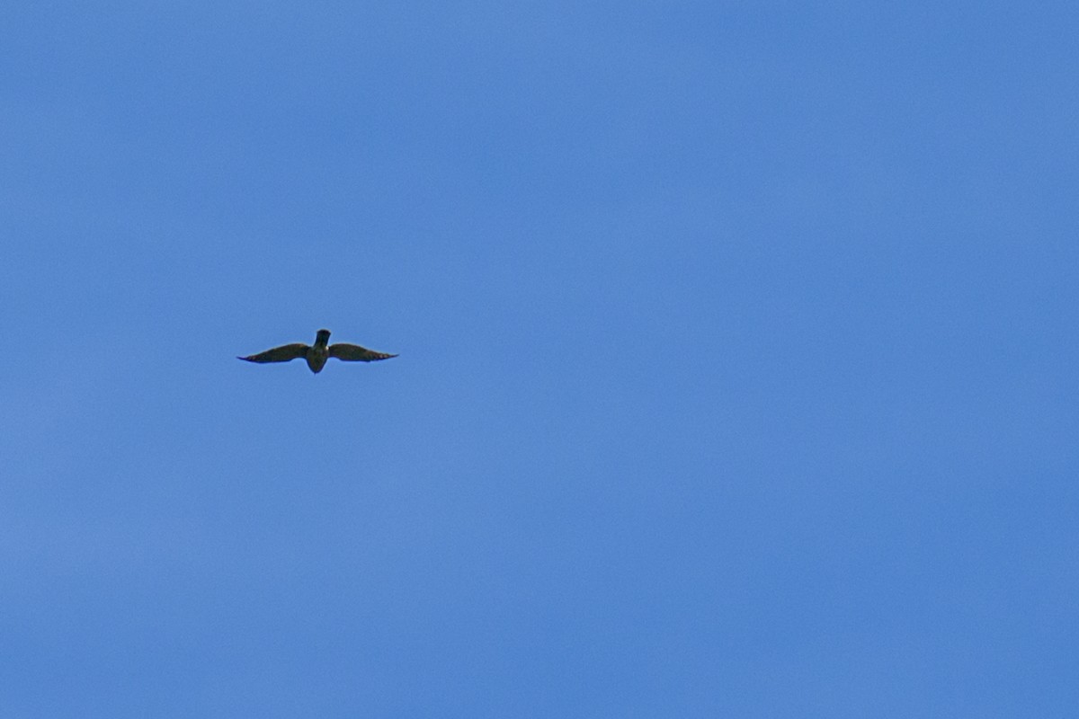 Aerospiza, Tachyspiza, Accipiter ou Astur sp. - ML638347255