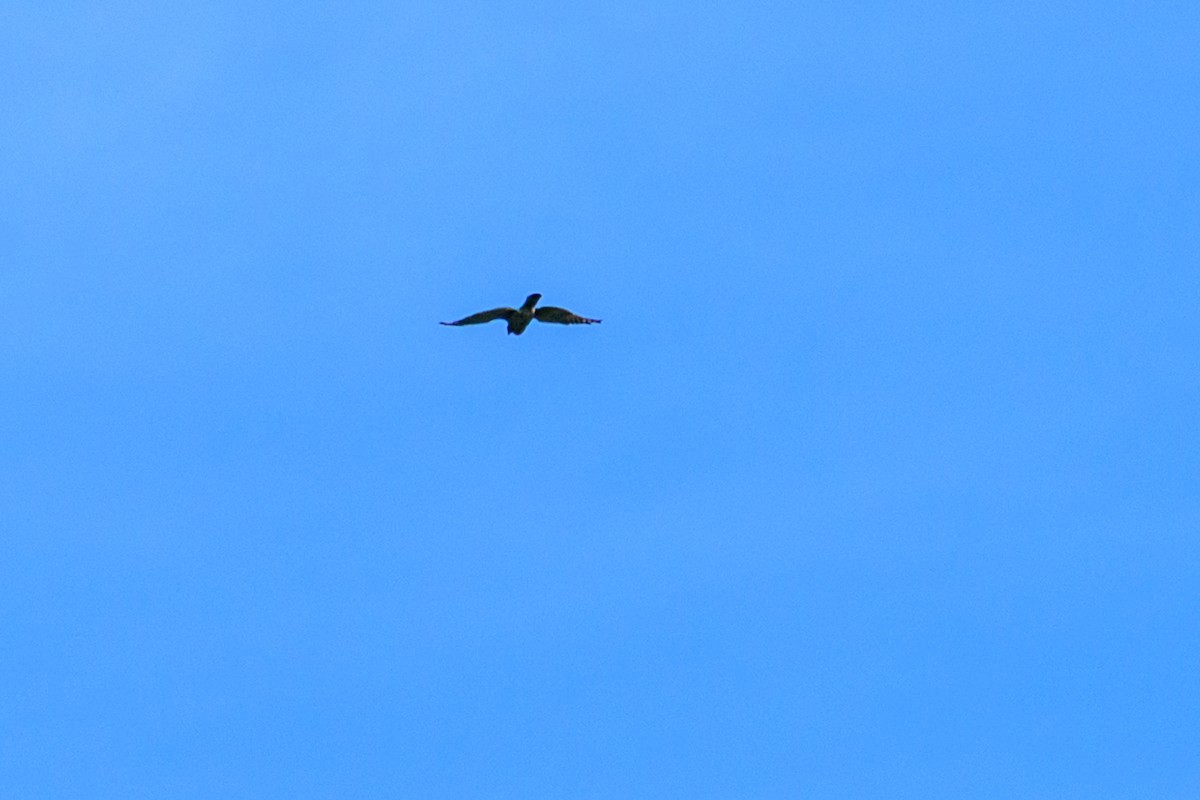 Aerospiza, Tachyspiza, Accipiter ou Astur sp. - ML638347256