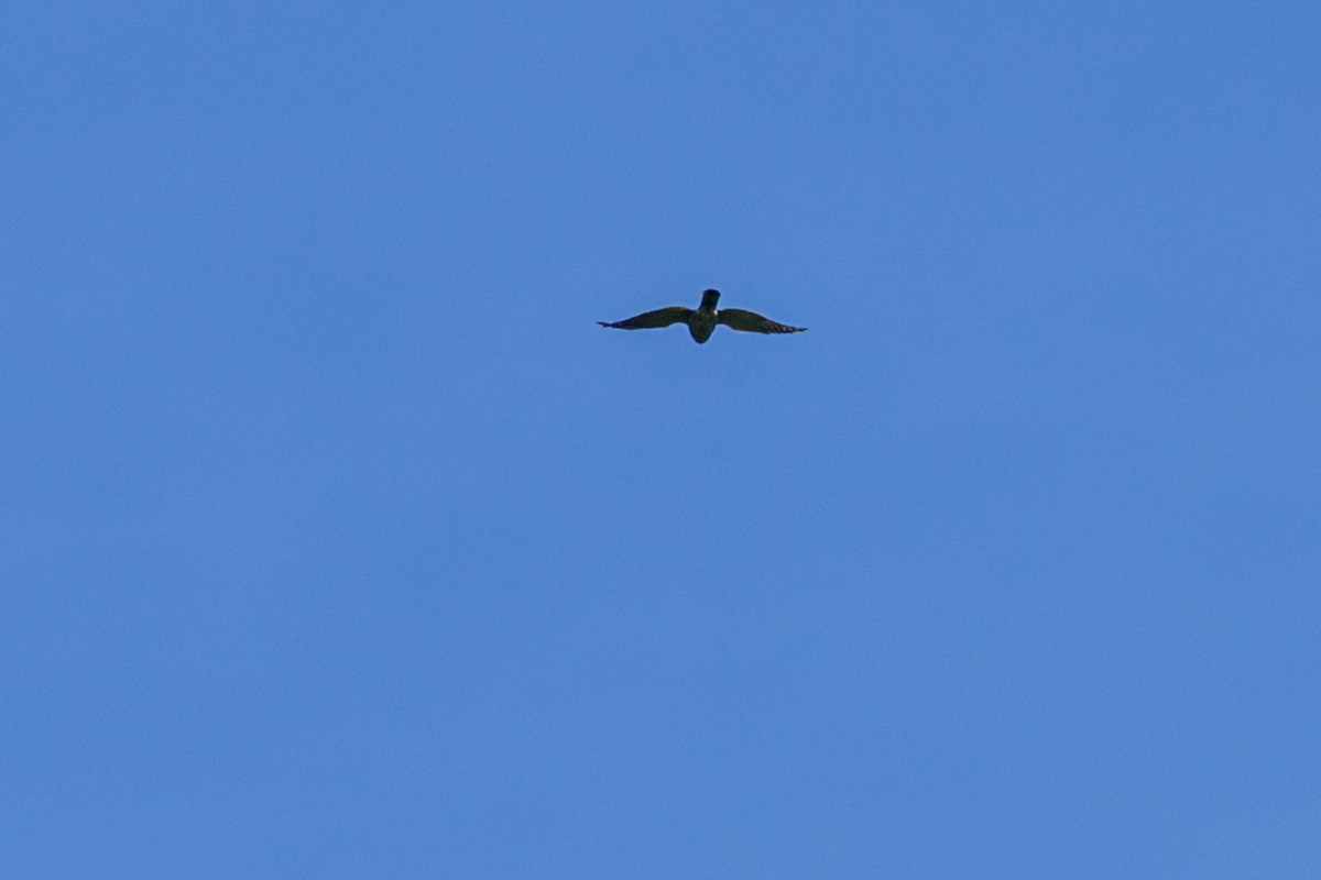 Aerospiza, Tachyspiza, Accipiter ou Astur sp. - ML638347257