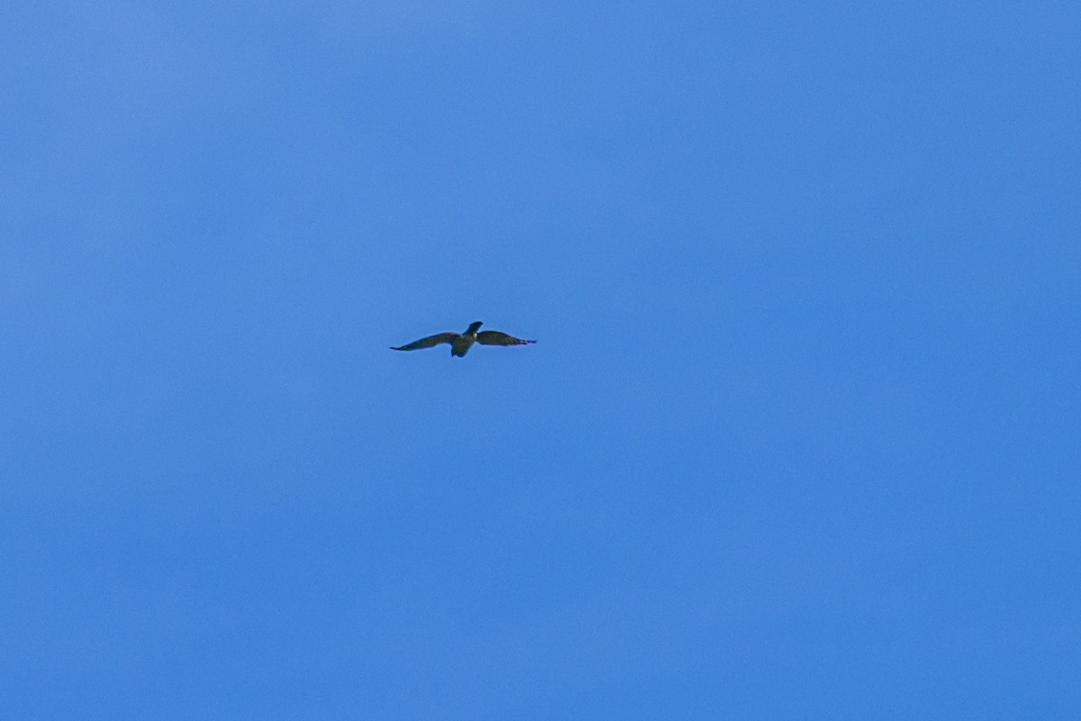 Aerospiza, Tachyspiza, Accipiter ou Astur sp. - ML638347259