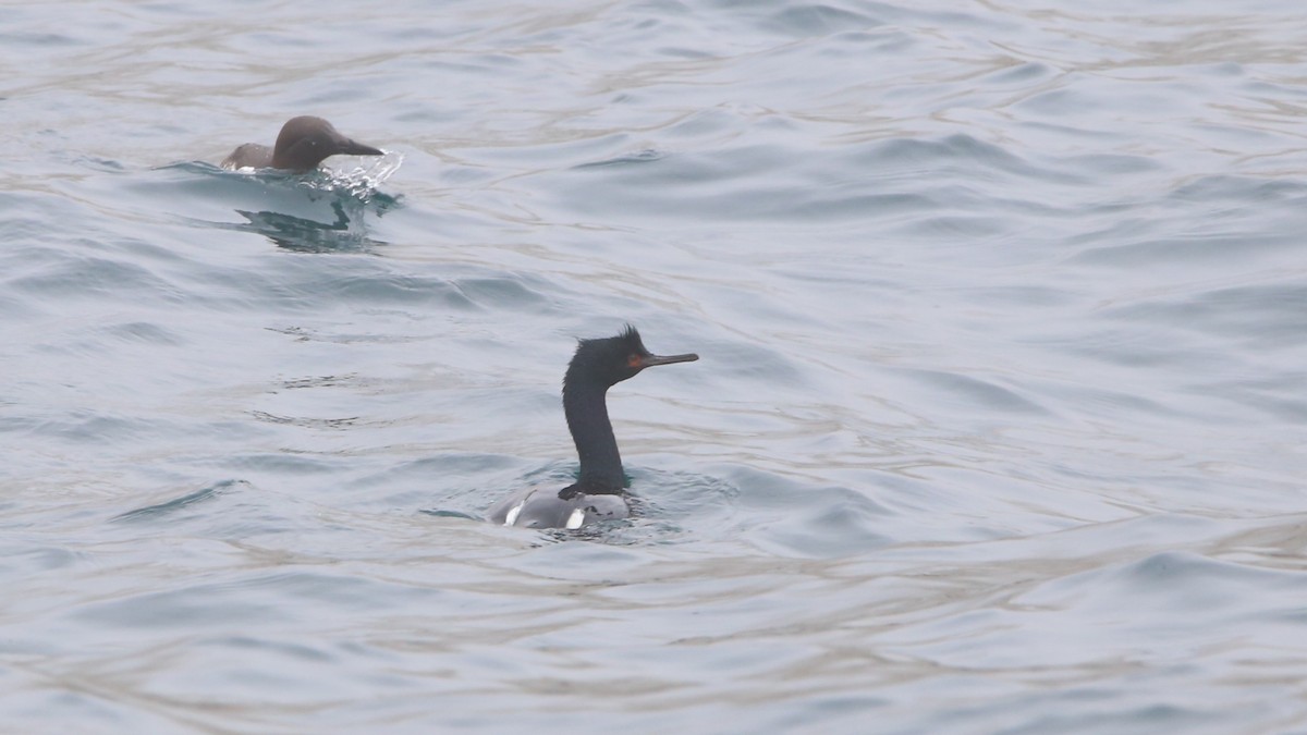 Pelagic Cormorant - ML638347270
