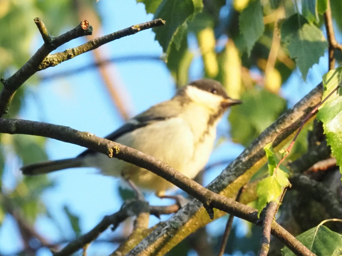Kohlmeise - ML638347289
