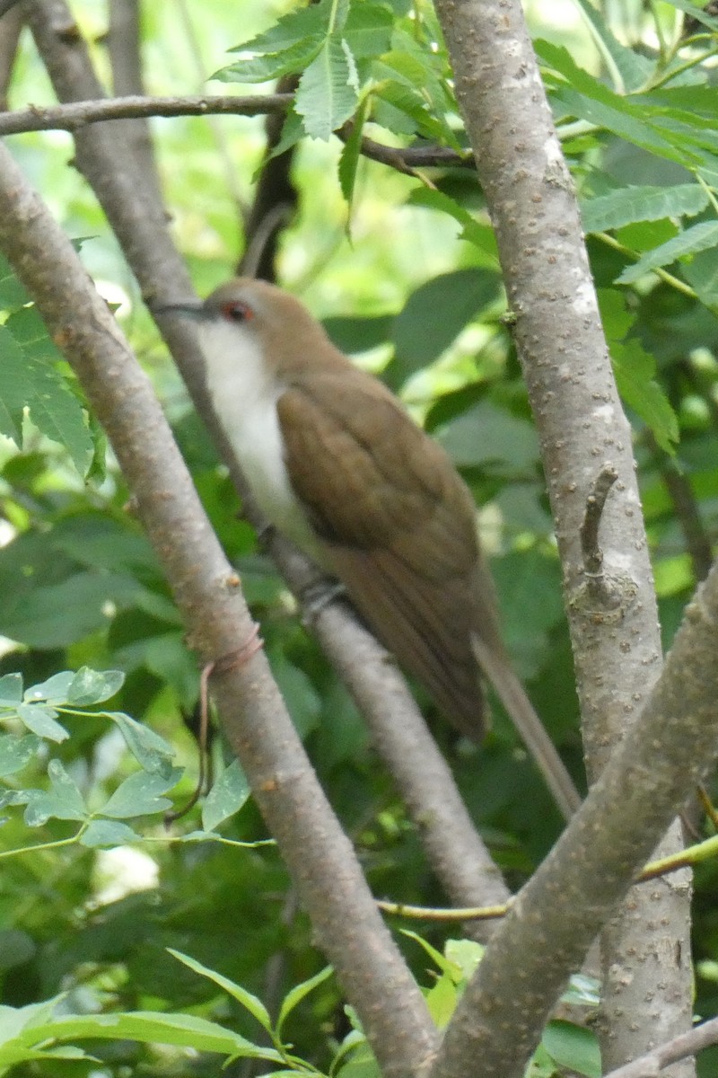 Schwarzschnabelkuckuck - ML638347290